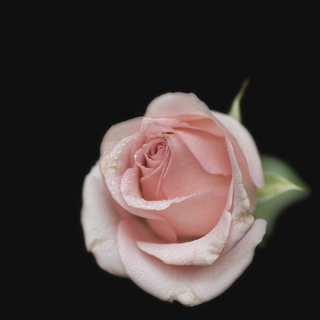 ::pink Flower::