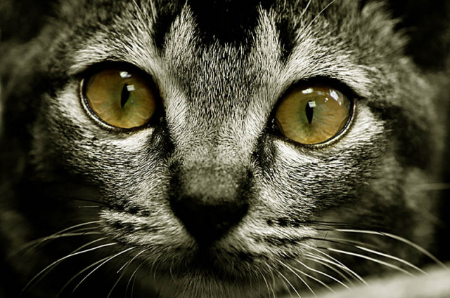 The EYEs...