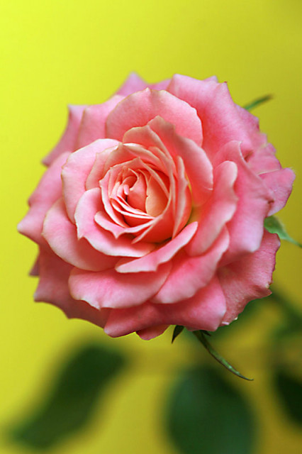 Rosa Floribunda 'pink Kiss'