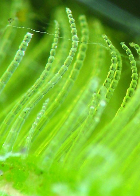 Chlorophyl