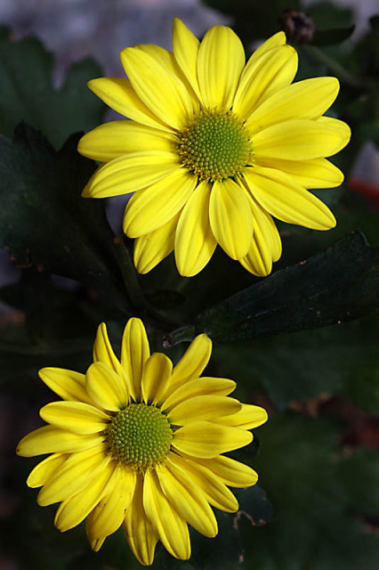 Chrysanthemum sp.hibrid