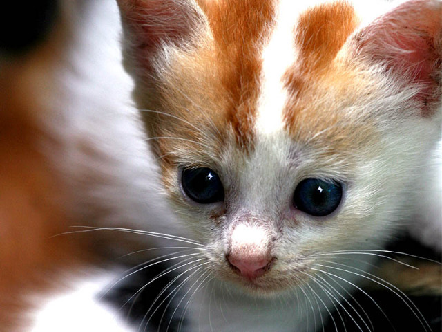kitty