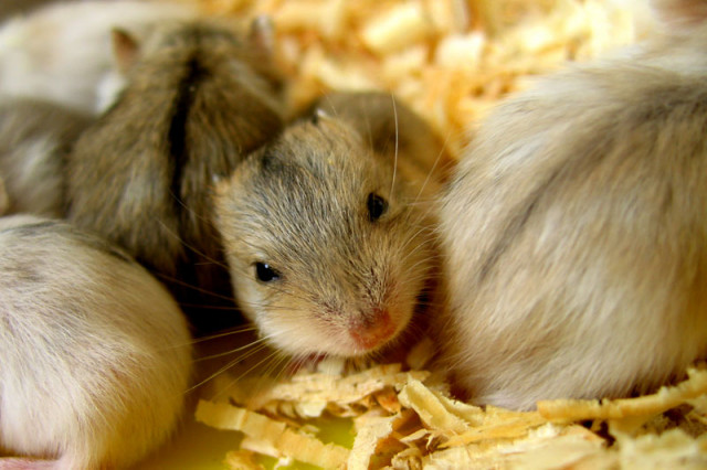 Cute little baby