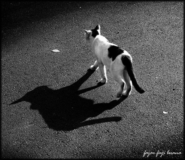" catwalk "