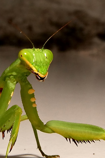 Mantis