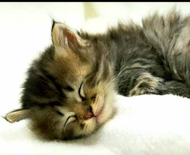 have anice dream