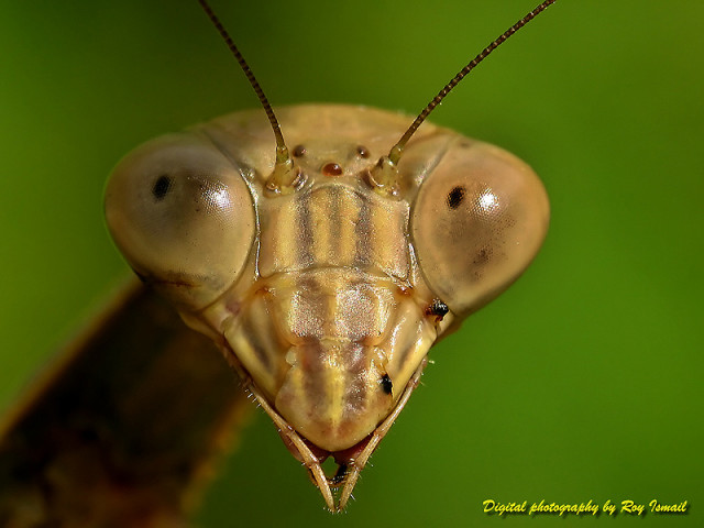close up mantis coklat