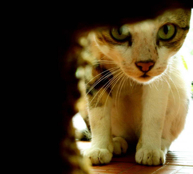 Ngintip Kucing