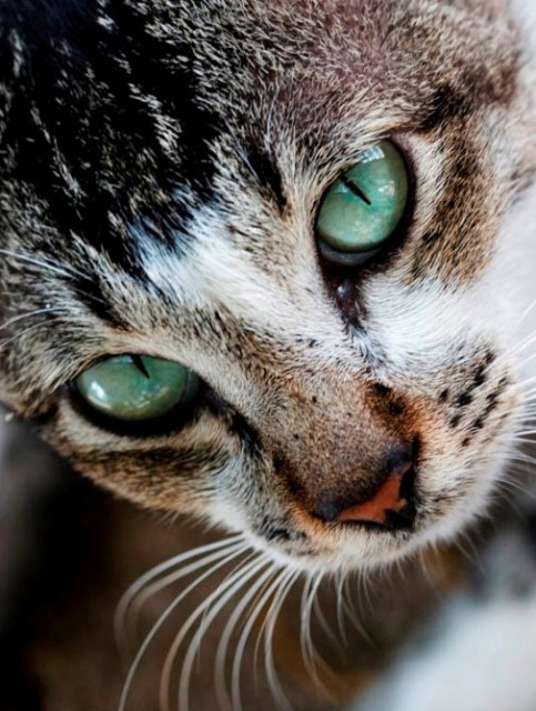 Si Meong