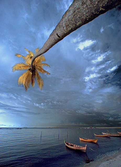 # Kelapa Sebatang #