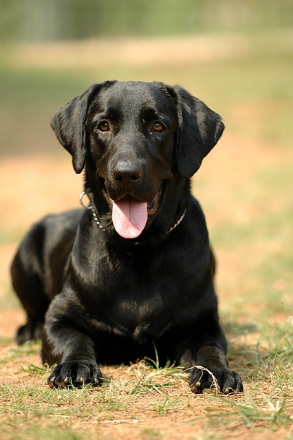 ___ Man Best Friend ___