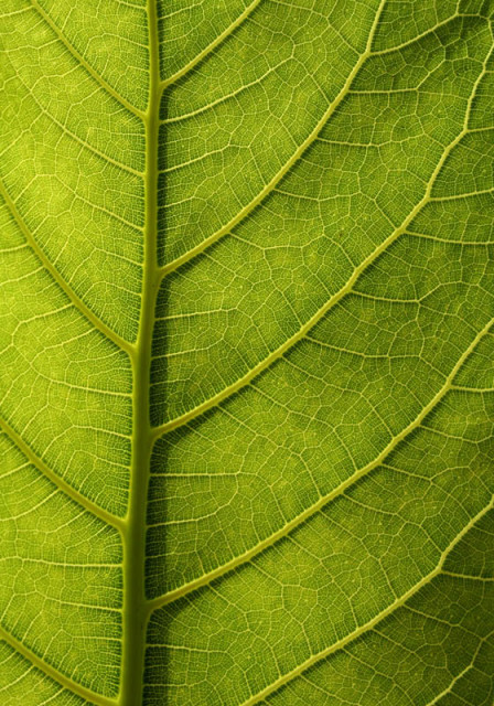 Leaf