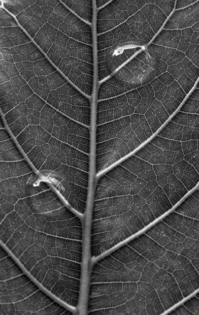 Playing with leaf