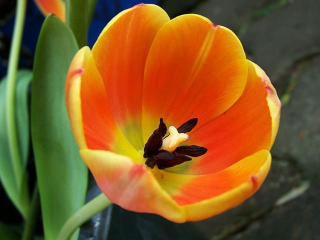 ~orange tulip~