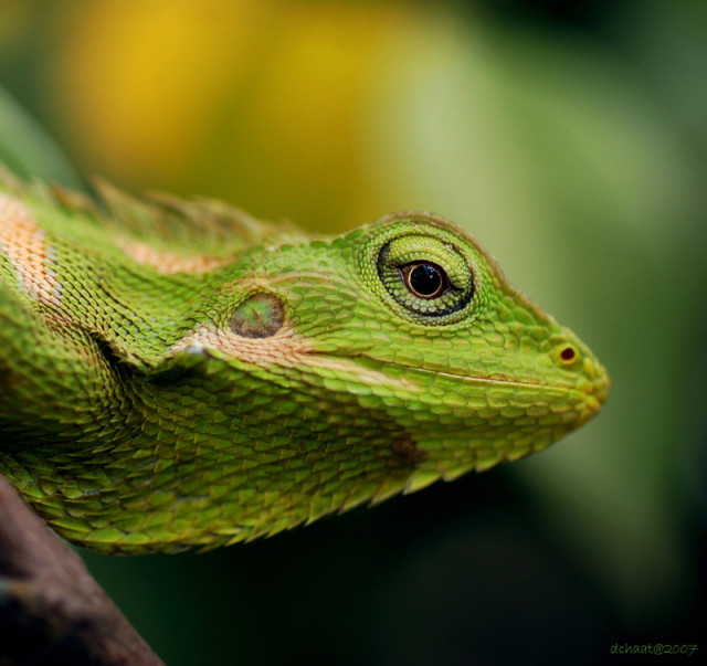 Sharp Eye