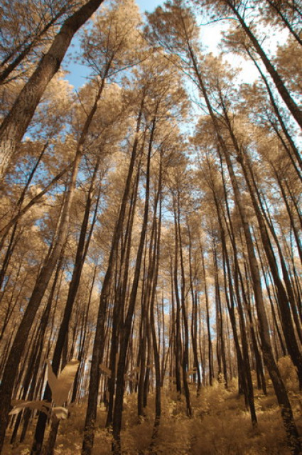 Tree Every Where