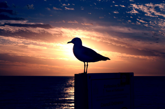 cottesloe beach 2