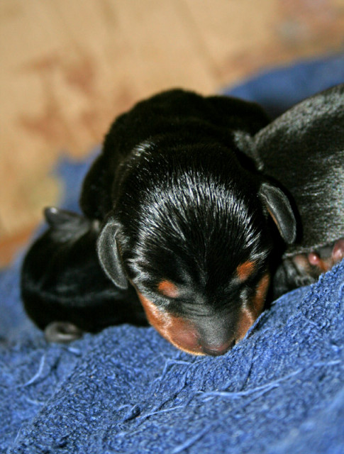 Sleeping Puppy