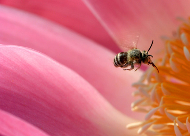 Happy Smiling Bee