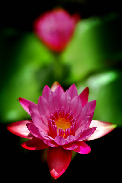 ::La LumiÃ¨re de Waterlily ::