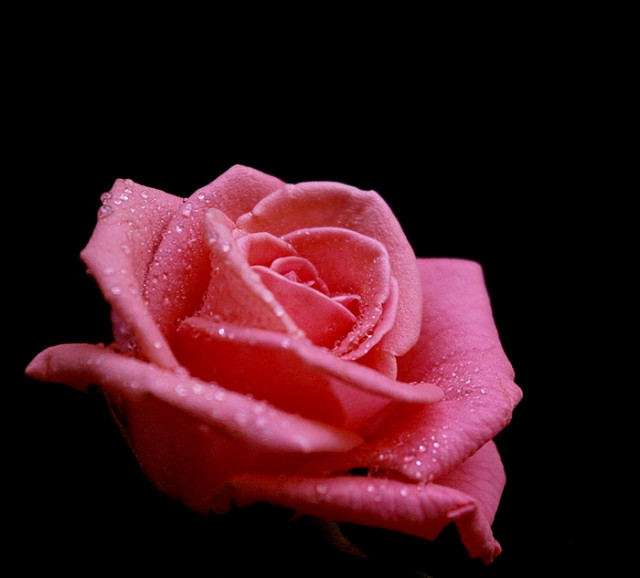 A Rose