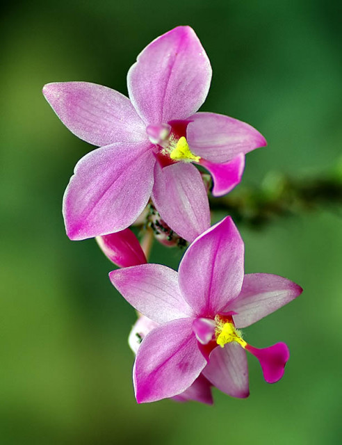 ::Two Lovely Flowers #2::