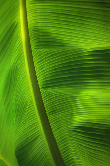 ..light of green..