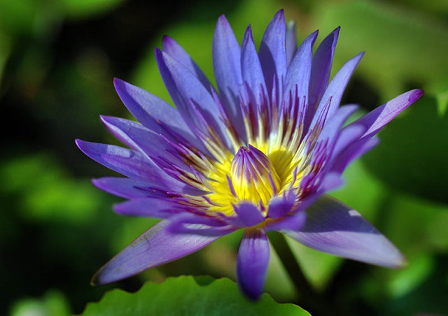 :: The Beauty Violet ::