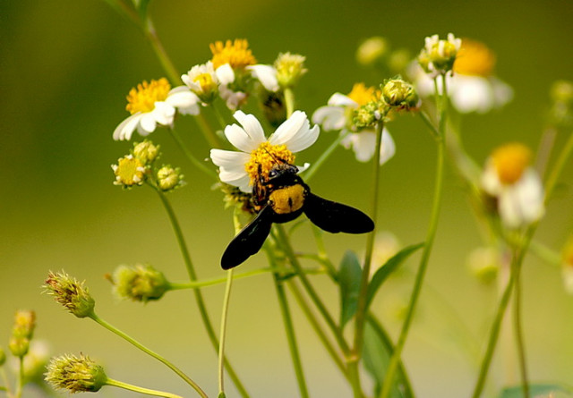 Flowers $ Bee