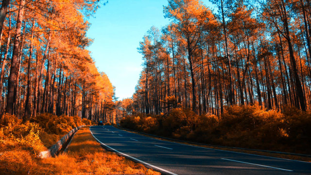 Hutan  Pinus Lembang