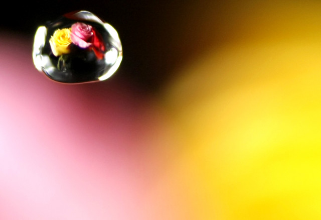 Roses in a water drop