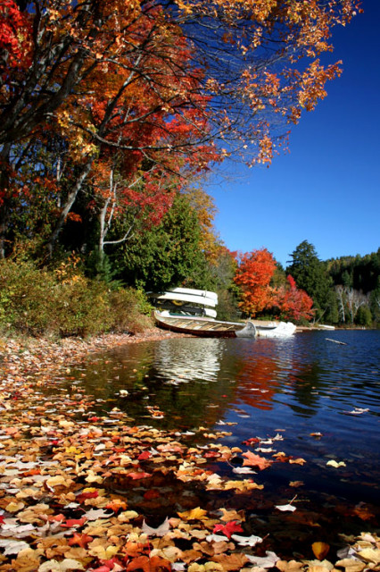 Fall Leaves Fall