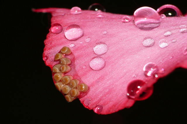 # Telur dan Butir air #