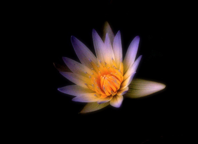 just a waterlily