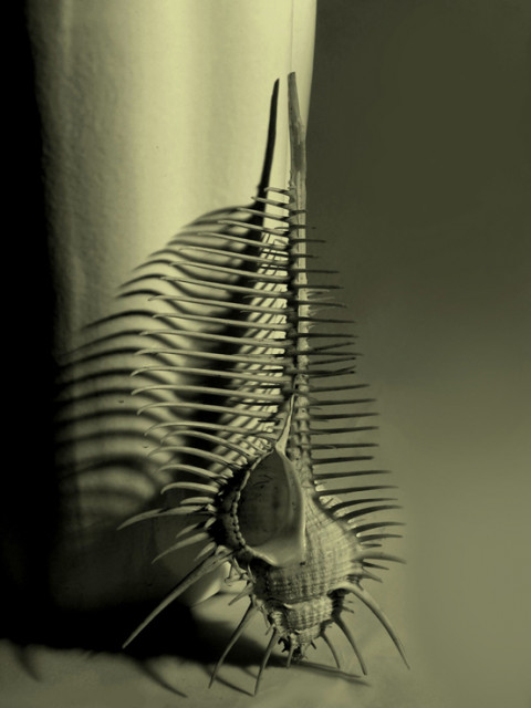 shell and beautiful shadow