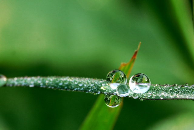 Dew Family
