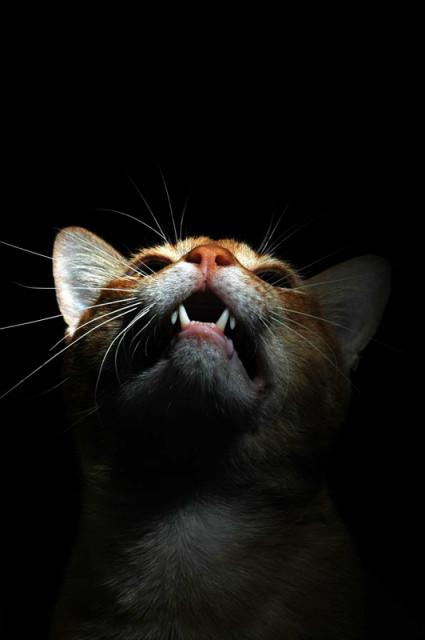 meaw