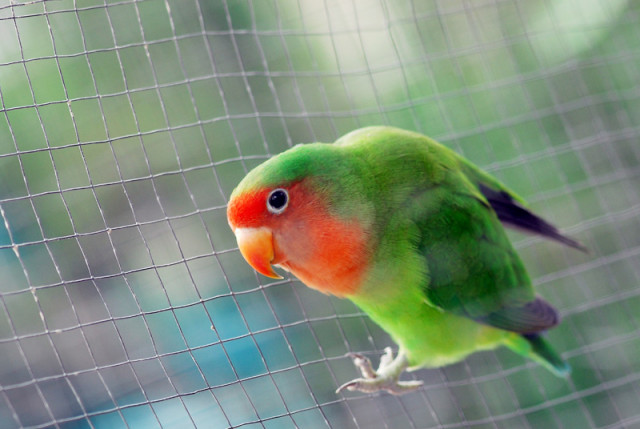 Green Love Bird in cage
