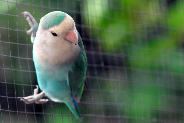Blue bird in cage