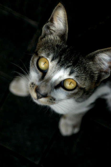 meooongg... 1