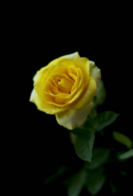 Yellow Rose