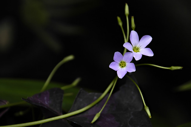 little flower