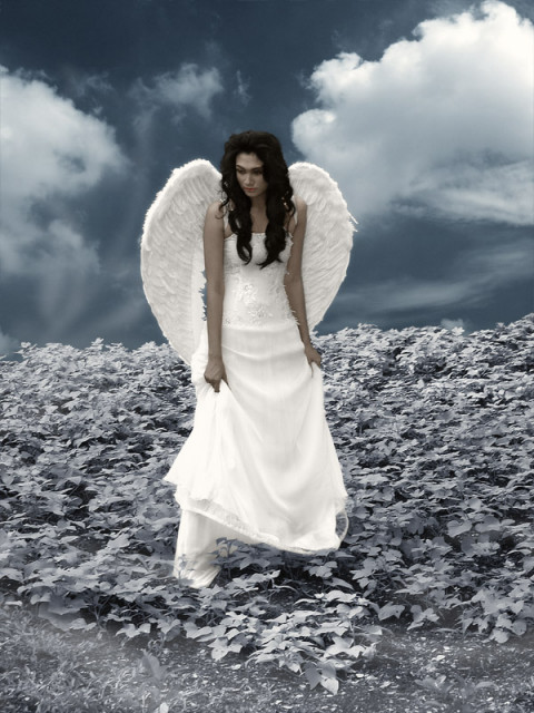 Lost White Angel ..