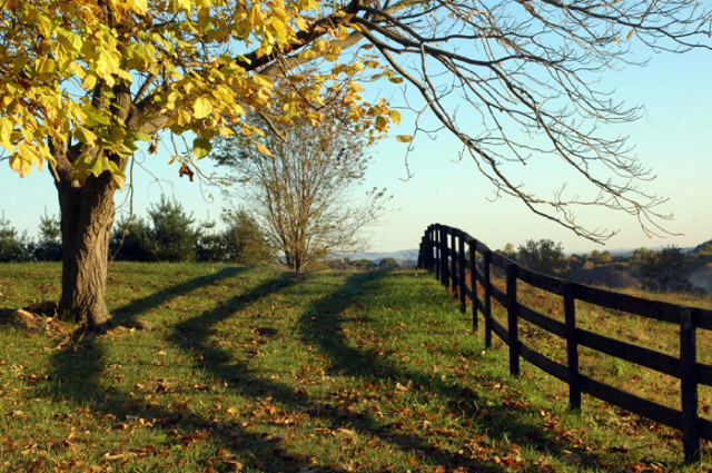 Learning Tree Farm2
