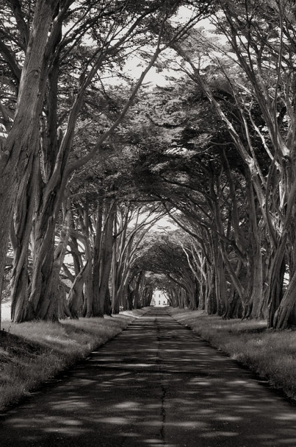 Arboreal View