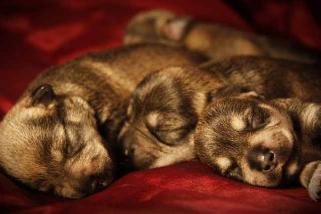 -zzZZzZz-