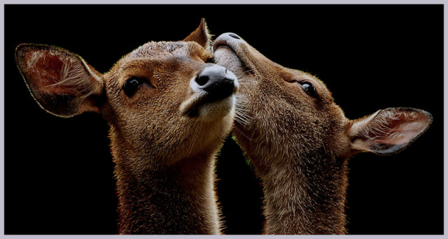 Lovely Couple...