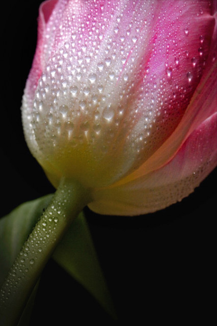 My 1st Tulip