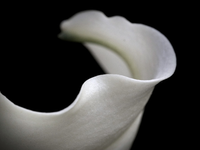 The White