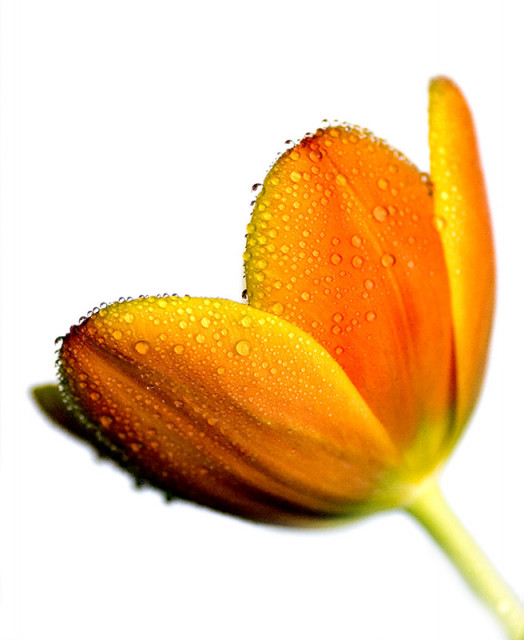 ::Fresh Orange::